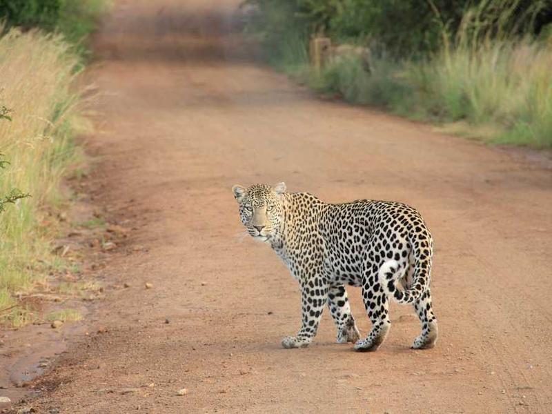 لعبة مافيا - لعبة ورق